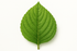 feuille